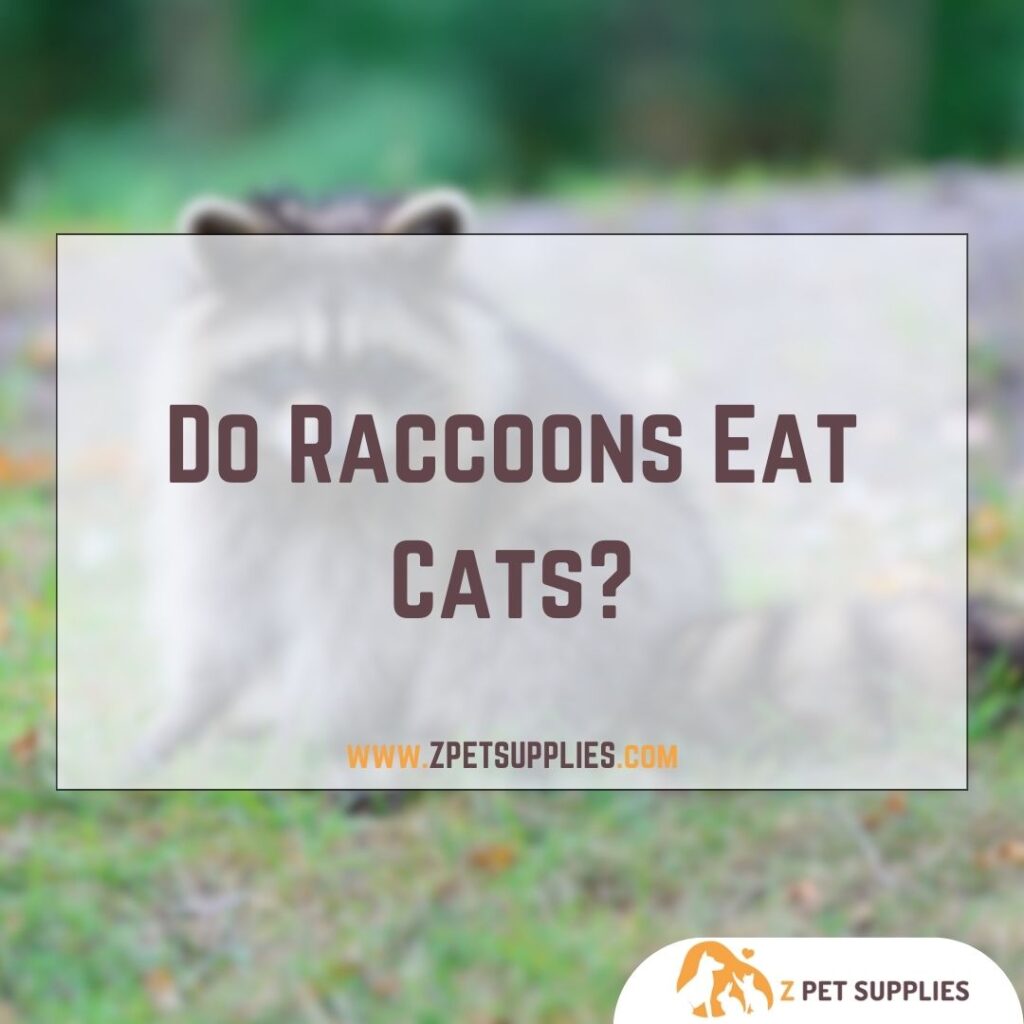 Do Raccoons Eat Cats?