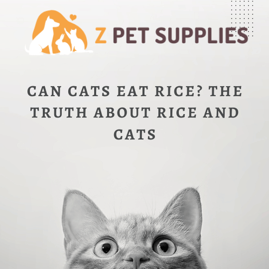 Can Cats Eat Rice The Truth About Rice and Cats