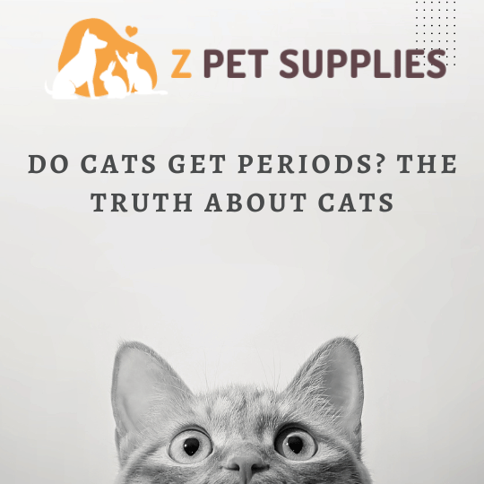 Do Cats Get Periods The Truth About Cats