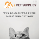 Why Do Cats Wag Their Tails Find Out Now