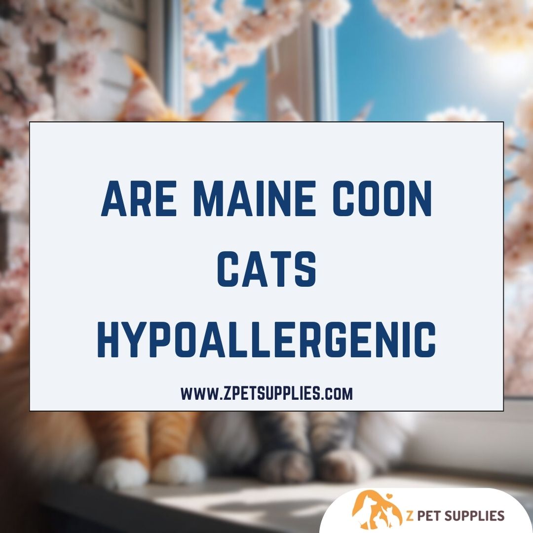 are maine coon cats hypoallergenic